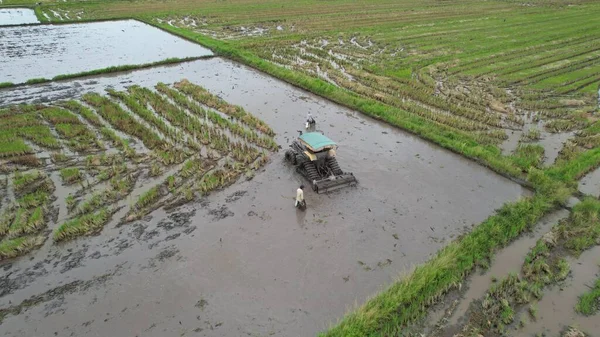 Malezya, Kedah 'daki Paddy Rice Tarlalarını tarayan traktörler