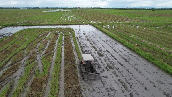 Malezya, Kedah 'daki Paddy Rice Tarlalarını tarayan traktörler