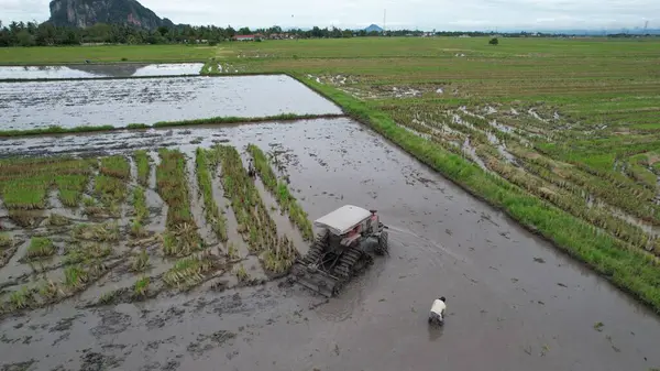 Malezya Kedah Daki Paddy Rice Tarlalarını Tarayan Traktörler — Stok fotoğraf