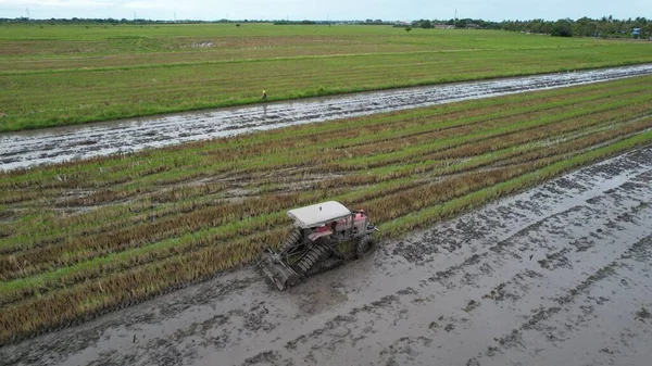 Malezya, Kedah 'daki Paddy Rice Tarlalarını tarayan traktörler