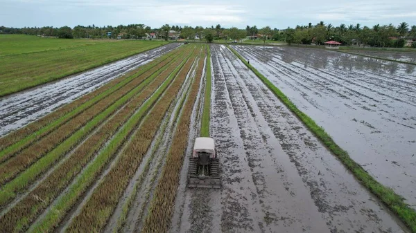 Malezya, Kedah 'daki Paddy Rice Tarlalarını tarayan traktörler