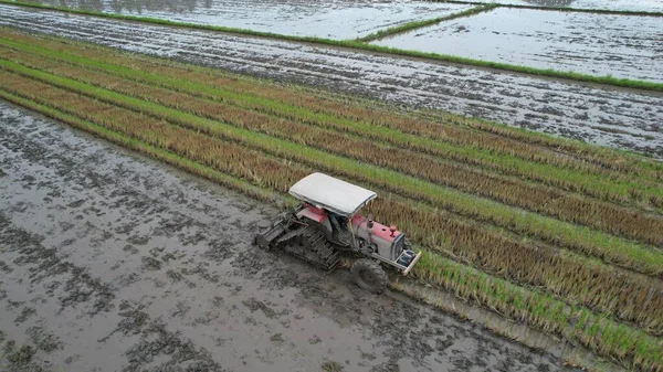 Malezya, Kedah 'daki Paddy Rice Tarlalarını tarayan traktörler