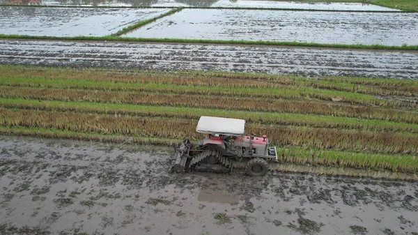 Malezya, Kedah 'daki Paddy Rice Tarlalarını tarayan traktörler