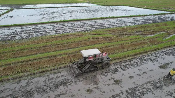 Malezya, Kedah 'daki Paddy Rice Tarlalarını tarayan traktörler