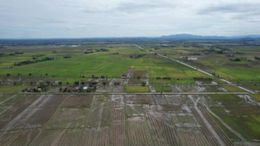 Malezya, Kedah 'daki Paddy Rice Tarlalarını tarayan traktörler