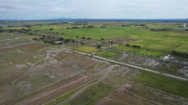 Malezya, Kedah 'daki Paddy Rice Tarlalarını tarayan traktörler