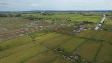 Malezya, Kedah 'daki Paddy Rice Tarlalarını tarayan traktörler