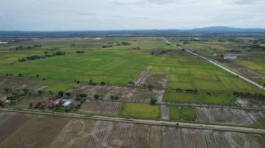 Malezya, Kedah 'daki Paddy Rice Tarlalarını tarayan traktörler