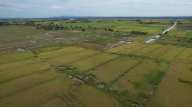 Malezya, Kedah 'daki Paddy Rice Tarlalarını tarayan traktörler