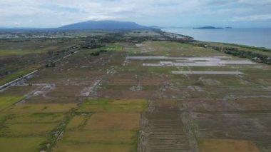 Malezya, Kedah 'daki Paddy Rice Tarlalarını tarayan traktörler