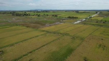 Malezya, Kedah 'daki Paddy Rice Tarlalarını tarayan traktörler
