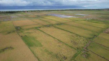 Malezya, Kedah 'daki Paddy Rice Tarlalarını tarayan traktörler