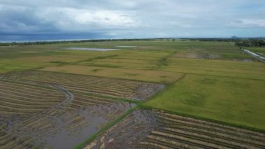 Malezya, Kedah 'daki Paddy Rice Tarlalarını tarayan traktörler
