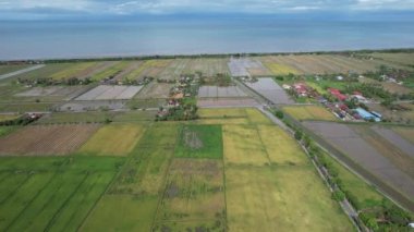 Malezya, Kedah 'daki Paddy Rice Tarlalarını tarayan traktörler