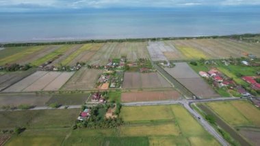 Malezya, Kedah 'daki Paddy Rice Tarlalarını tarayan traktörler
