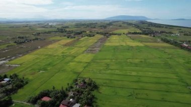 Malezya, Kedah 'daki Paddy Rice Tarlalarını tarayan traktörler