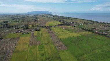 Malezya, Kedah 'daki Paddy Rice Tarlalarını tarayan traktörler