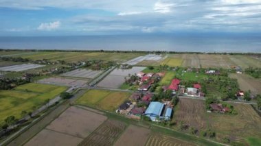 Malezya, Kedah 'daki Paddy Rice Tarlalarını tarayan traktörler