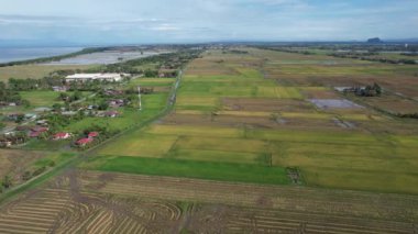 Malezya, Kedah 'daki Paddy Rice Tarlalarını tarayan traktörler