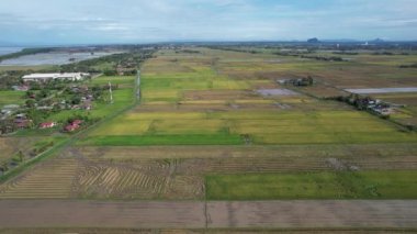 Malezya, Kedah 'daki Paddy Rice Tarlalarını tarayan traktörler