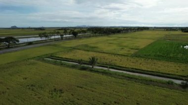 Malezya, Kedah 'daki Paddy Rice Tarlalarını tarayan traktörler