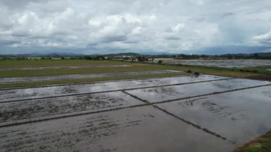 Malezya, Kedah 'daki Paddy Rice Tarlalarını tarayan traktörler