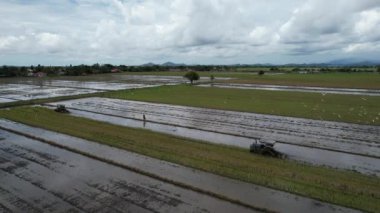Malezya, Kedah 'daki Paddy Rice Tarlalarını tarayan traktörler