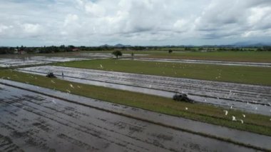 Malezya, Kedah 'daki Paddy Rice Tarlalarını tarayan traktörler