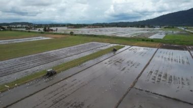 Malezya, Kedah 'daki Paddy Rice Tarlalarını tarayan traktörler