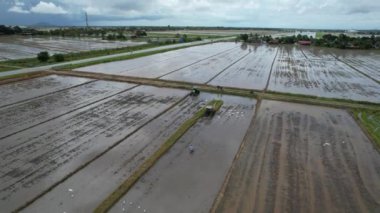 Malezya, Kedah 'daki Paddy Rice Tarlalarını tarayan traktörler