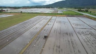 Malezya, Kedah 'daki Paddy Rice Tarlalarını tarayan traktörler