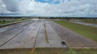 Malezya, Kedah 'daki Paddy Rice Tarlalarını tarayan traktörler