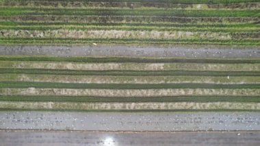 Malezya, Kedah 'daki Paddy Rice Tarlalarını tarayan traktörler