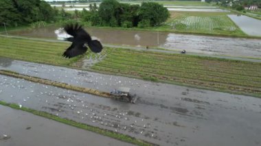 Malezya, Kedah 'daki Paddy Rice Tarlalarını tarayan traktörler