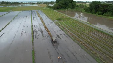 Malezya, Kedah 'daki Paddy Rice Tarlalarını tarayan traktörler