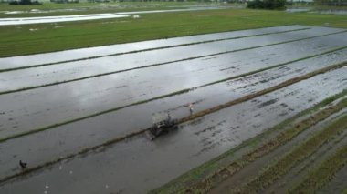 Malezya, Kedah 'daki Paddy Rice Tarlalarını tarayan traktörler