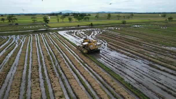 Tractores Arando Los Campos Arroz Con Arroz Kedah Malasia — Vídeos de Stock