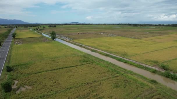 Tractores Arando Los Campos Arroz Con Arroz Kedah Malasia — Vídeo de stock