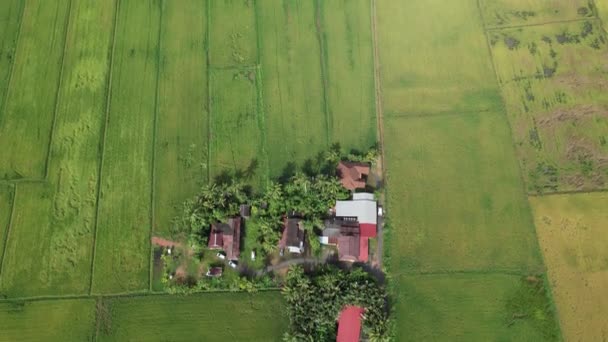 Tracteurs Labourant Les Rizières Kedah Malaisie — Video