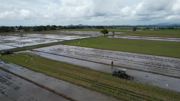 Tractors Ploughing Paddy Rice Fields Kedah Malaysia — Stock Video