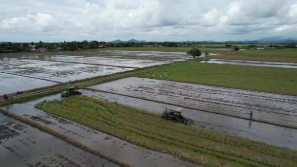 Traktoren Pflügen Die Reisfelder Kedah Malaysia — Stockvideo