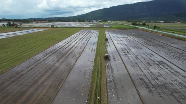 Tractors Ploughing Paddy Rice Fields Kedah Malaysia — Stock Video