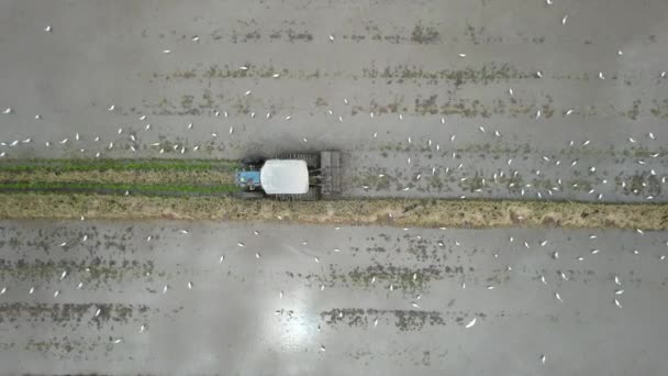 Tractors Ploughing Paddy Rice Fields Kedah Μαλαισία — Αρχείο Βίντεο