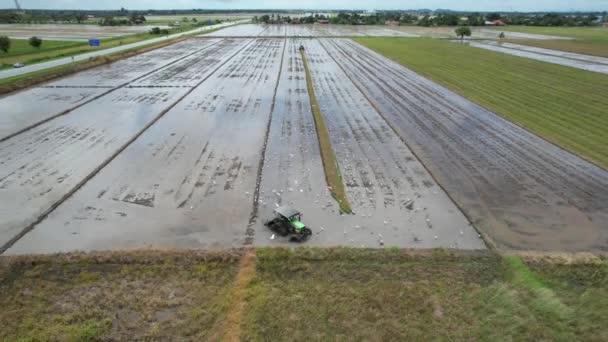 Traktoren Pflügen Die Reisfelder Kedah Malaysia — Stockvideo