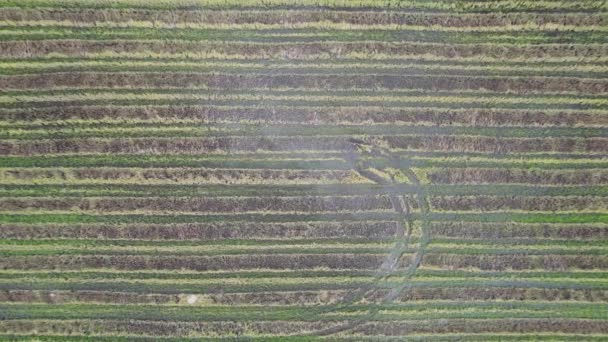 Tractors Ploughing Paddy Rice Fields Kedah Malaysia — Stock Video