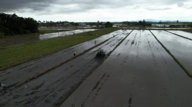Malezya, Kedah 'daki Paddy Rice Tarlalarını tarayan traktörler