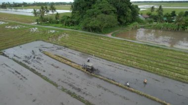 Malezya, Kedah 'daki Paddy Rice Tarlalarını tarayan traktörler