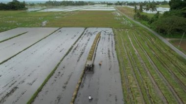 Malezya, Kedah 'daki Paddy Rice Tarlalarını tarayan traktörler