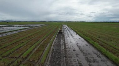 Malezya, Kedah 'daki Paddy Rice Tarlalarını tarayan traktörler
