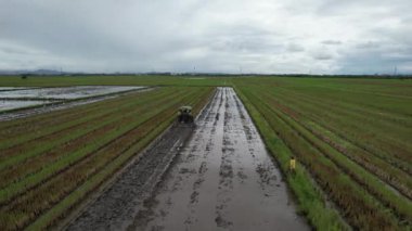 Malezya, Kedah 'daki Paddy Rice Tarlalarını tarayan traktörler